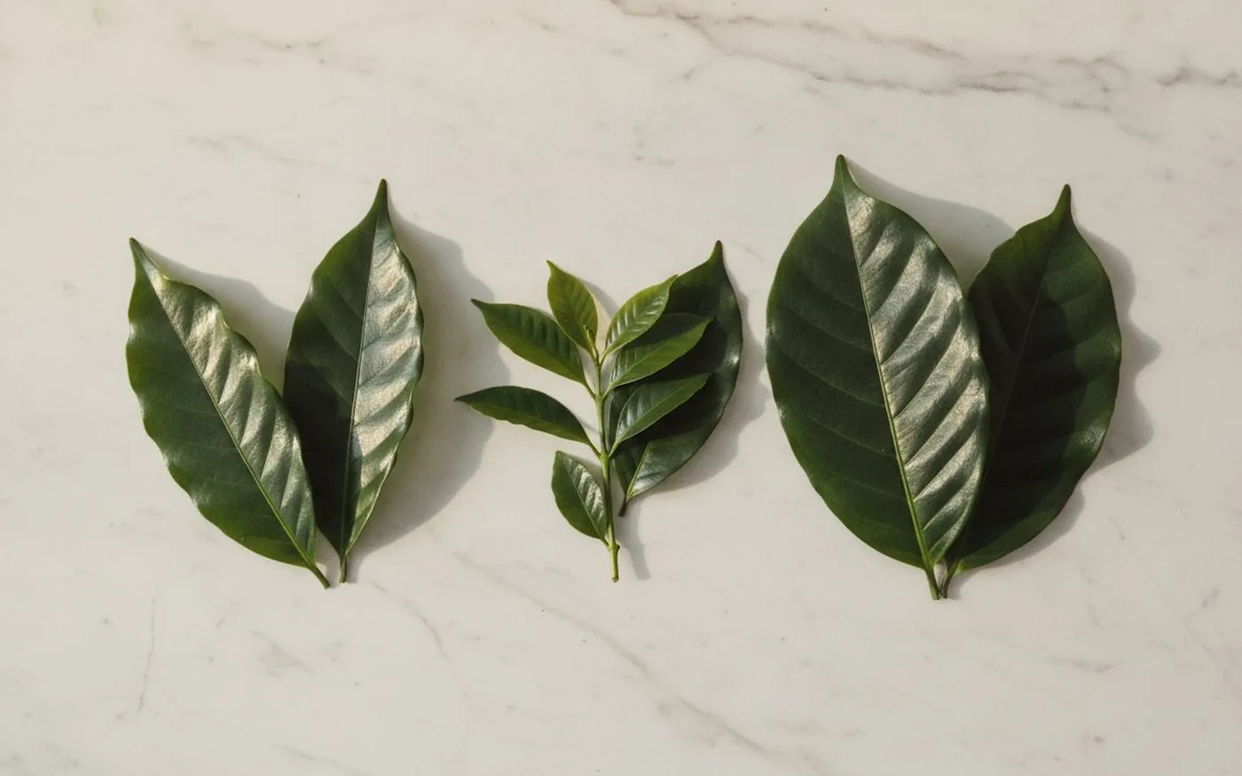 Botanical Morphology Comparison