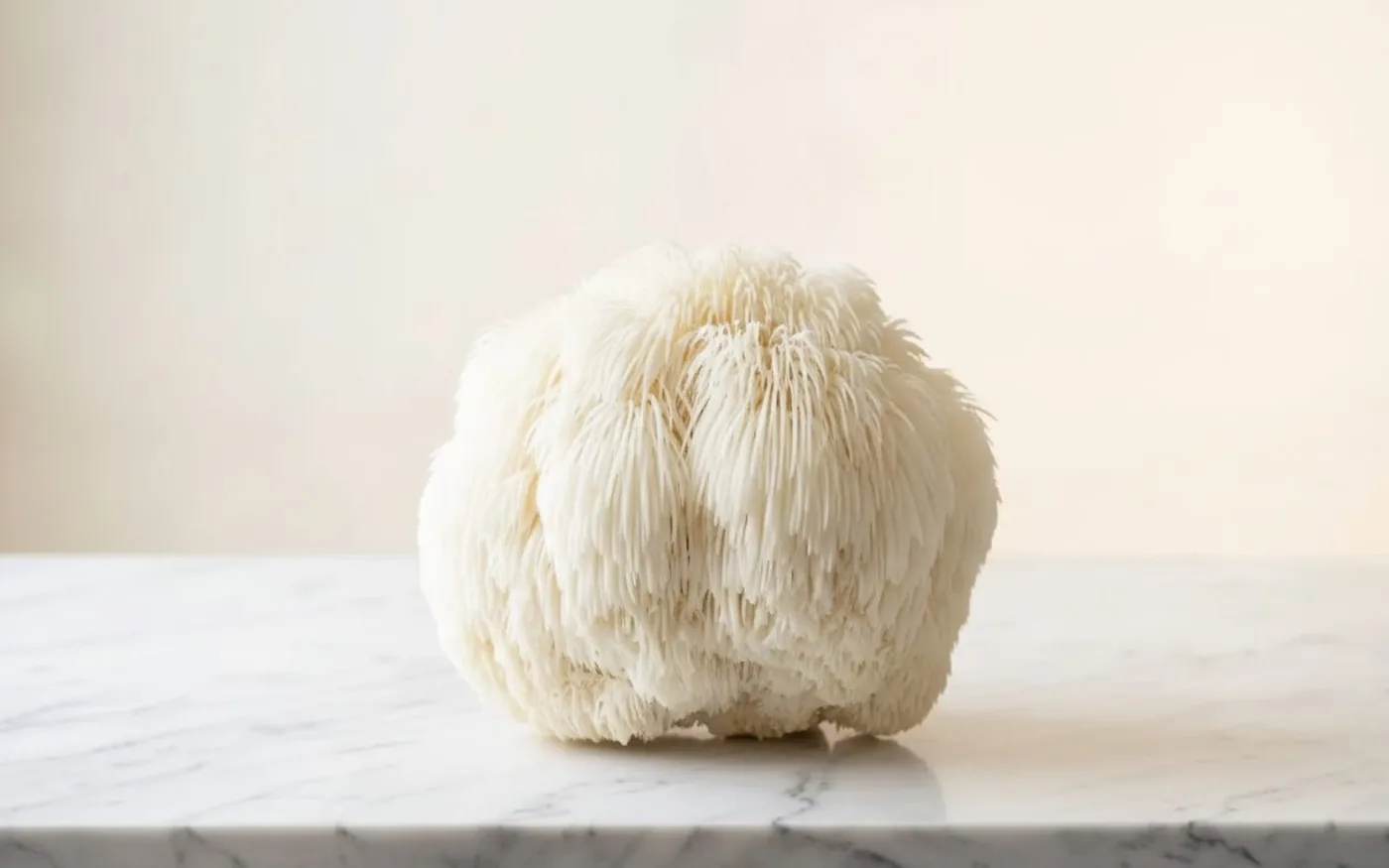 Lion's Mane mushroom (Hericium erinaceus) illustration