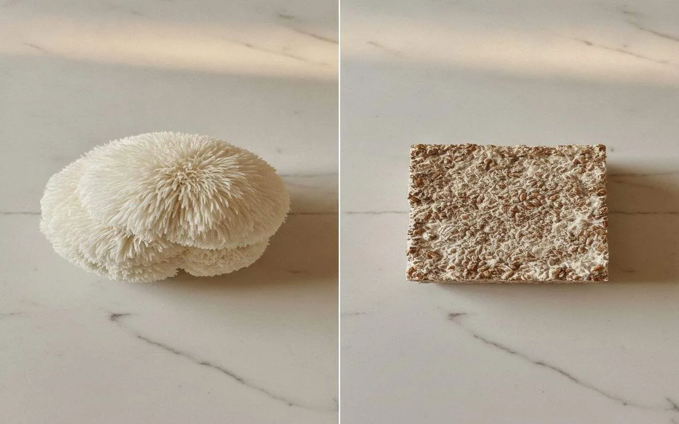 Mushroom powder image 2